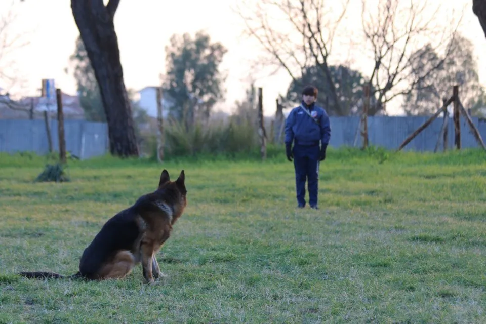 lezione di obbedienza per cani