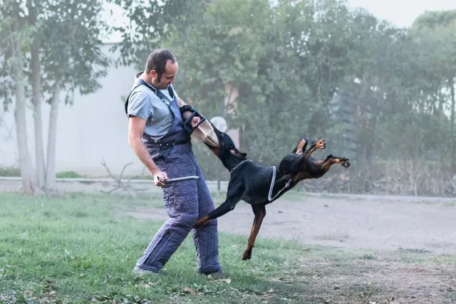 corso di difesa per cani
